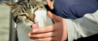 Il était vêtu comme un paysan. Pourquoi Mon Chat Me Leche T Il Explications