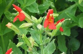 Image result for Mimulus