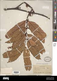 Image result for Oncinotis glabrata