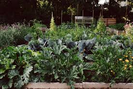 Pro person braucht man etwa 70 m² fläche. Selbstversorgung Aus Dem Gemusegarten Krautkopf