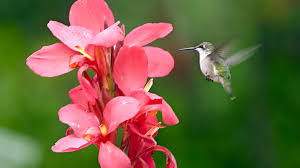 In environments where red is the most common color for nectar containing flowers, they gravitate towards red. Four Plants Guaranteed To Attract Hummingbirds Garden Gate