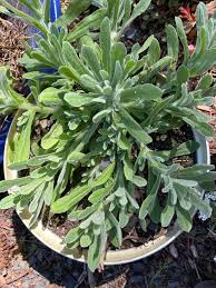 Image result for Pseudognaphalium oligandrum