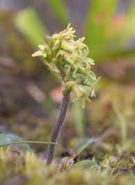 Image result for Holothrix villosa