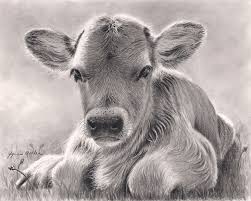 Spring Calf By Glynnis Miller Pencil 8 X 10 Pencil Drawings Of Animals Animal Drawings Cow Art