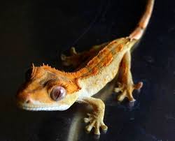 Crested Gecko Morphs And Color Variations Care Guides For