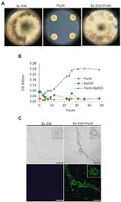 Image result for Pycreus fibrillosus