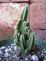 Image result for Coleus tetragonus