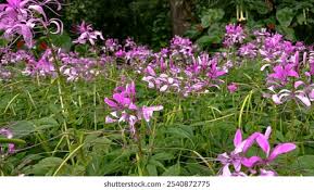 Image result for Cleome houtteana