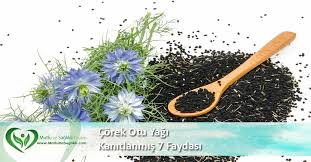 Corek Otu Yagi Nin Faydalari Nelerdir Kanitlanmis 7 Faydasi Otlar Corek Otu Dogal
