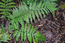 Image result for Asplenium pumilum