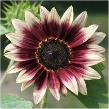 Sunflower Seeds Cherry Rose Helianthus Annuus Uniquely Beautiful 10 Seeds Planting Sunflowers Sunflower Garden Flower Seeds