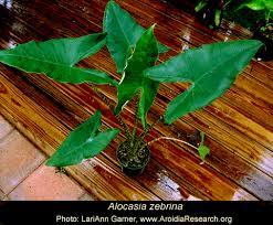 We did not find results for: Alocasia Zebrina K Koch Veitch Alocasia Zebrina Reticulata Alocasia Zebrina Alocasia Reticulata Alocasia Zebrina K Koch Veitch Sold As Alocasia Reticulata Form Alocasia Zebrina Reticulata And Alocasia Tigrina Superba Alocasia