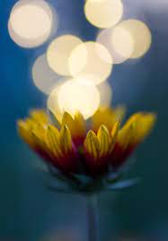 Creative Macro Photography Using Fairy Lights Macro Photographers Creative Macro Photography Macro Photography Flowers