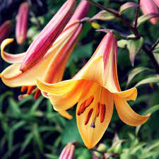 Trumpet Lily African Queen Trumpet Lily Easy To Grow Bulbs Tall Flowers