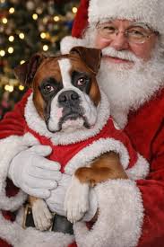 Hello ❤️ #teddymyboyboxerlover #boxerdog #petcare #thankyouforyoursupport  #boxerlover #doglover #fblifestyle