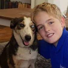 Things to Consider Before Getting A Border Collie