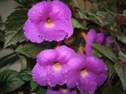 Gloxinia Flower In Marathi Cha Gloxinia