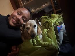 Finding Comfort and Love with Goldendoodles After Loss