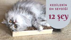 kedilerin en sevdigi 12 sey youtube