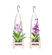 Image result for Polystachya ottoniana