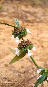 Image result for Leucas