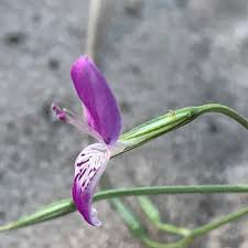 Image result for Dicliptera paniculata