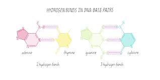 When a cell copies its dna (replication), the original dna ladder is broken apart and new nucleotides are added to the center. The Structure Of Dna Genetics The Structure Of Dna