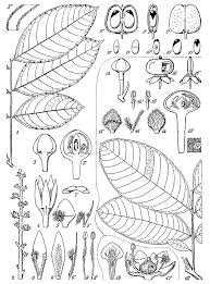 Image result for Aporrhiza