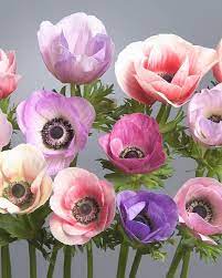 Anemone Galilee Pastel Mix Flowers Uk Anemone Late Summer Flowers