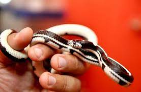 What Do Corn Snakes Eat How To Care For Them Pet Snake Corn Snake Dog Behavior Problems