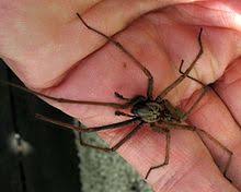 Ajoutée le 15/07/2017 à 11:37 dans la catégorie animaux. Morsure D Araignee Wikipedia