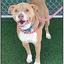 Pin On Puppies Dogs Kitties And Cats To Adopt Or Rescue