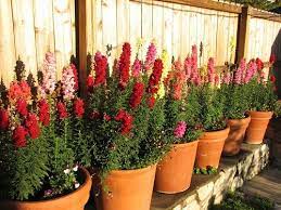 Snapdragon Flowers Containers Plants Growing Snapdragons Snapdragon Flowers
