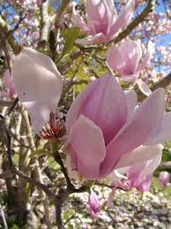 When in doubt of thumb, the most punctual blossoming trees and bushes set bloom buds the earlier year, so the beginner might just prune at the wrong time and wind up losing blossoms. How To Prune A Magnolia And How Not To Prune A Magnolia