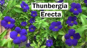 Image result for Thunbergia kirkiana