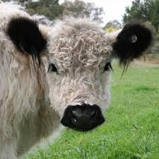 Black And White Cow Breeds Australia Little Blue Tractor Enterprises Pty Ltd Jennee Animals Miniature Cow Breeds Pet Sheep