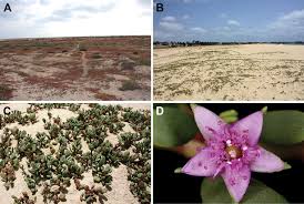 Image result for Sesamum parviflorum