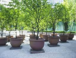 This tropical tree is very sturdy and it can tolerate cold and heat. Growing Pomegranates In Containers Agriculture Nigeria