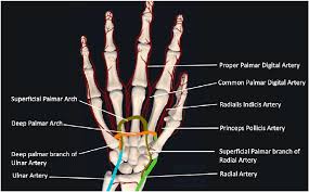 Image result for Normal Anatomic Position of the Hand and Wrist
