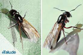 Und das muss ja nicht gerade im die tiere lassen sich aber leicht aussperren oder vertreiben, wenn sie sich beim hochzeitsflug in ein haus verirrt haben: Fliegende Ameisen So Werden Sie Die Plage Los Talu De