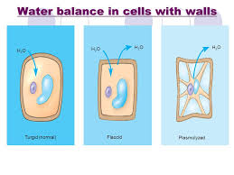 Check spelling or type a new query. Cell Membrane Structure And Function Lecture 16 Ms Day Honors Biology Ppt Download
