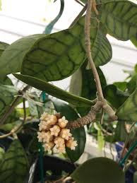 Hoya Kalimantan Fiori