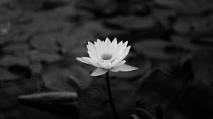 Check spelling or type a new query. Ultra Hd Black Wallpaper 4k For Mobile Get Images