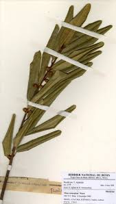 Image result for Ficus verruculosa