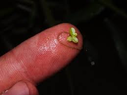 Image result for Lemna aequinoctialis