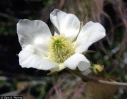 Image result for Chasmopodium purpurascens