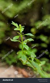 Image result for Scoparia dulcis