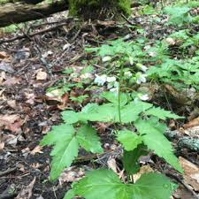 Image result for Cardamine obliqua