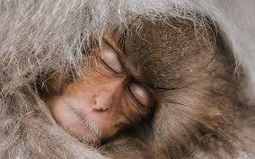 تحميل خلفيات المكاك الياباني النوم القرد قرب الثلج قرد قرود