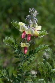 Image result for Tephrosia linearis